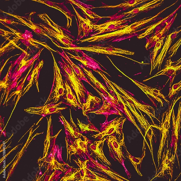 Fototapeta Confocal microscopy of fibroblast cells