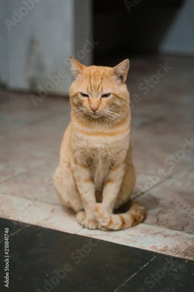 Obraz a beautiful yellow cat sitting on the floor