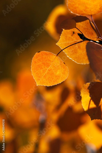Obraz Vibrant Orange Aspen Leaf