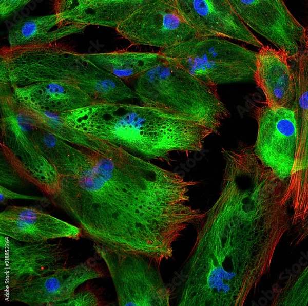 Fototapeta Confocal microscopy of fibroblast cells