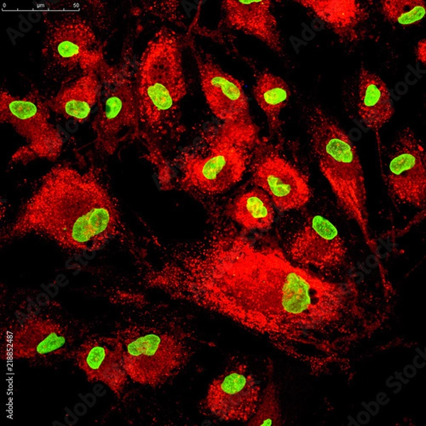 Fototapeta Mitochondria staining