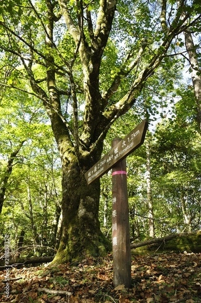 Obraz 丹沢山地の道 地蔵平の森