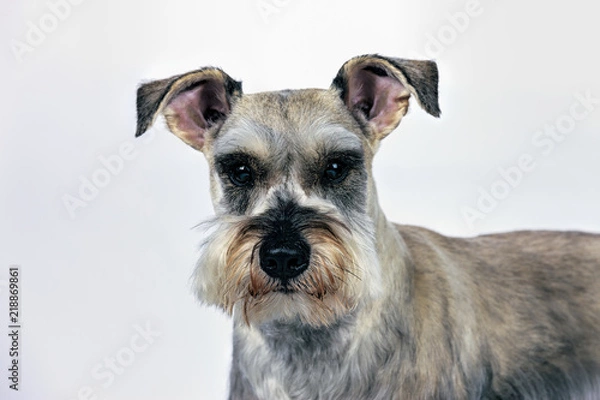 Obraz Miniature schnauzer against white background.