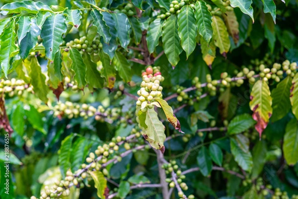 Obraz Coffee Tree in the Summer