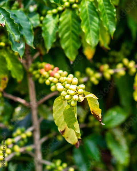 Obraz Kona Coffee Tree