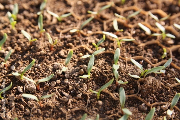 Obraz ビート発芽