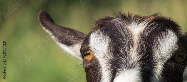Fototapeta Oczy i część głowy kozy domowej (Capra aegagrus hircus)