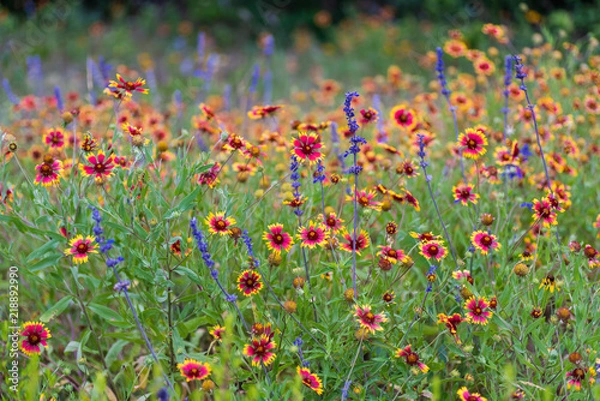 Obraz Texas spring wildflowers
