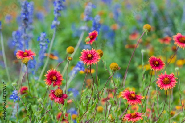 Obraz Texas spring wildflowers