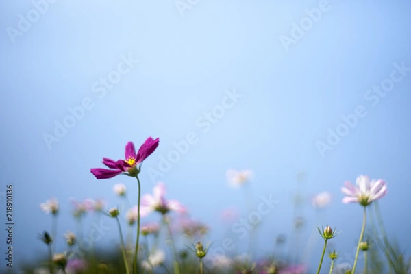 Obraz Cosmos flower