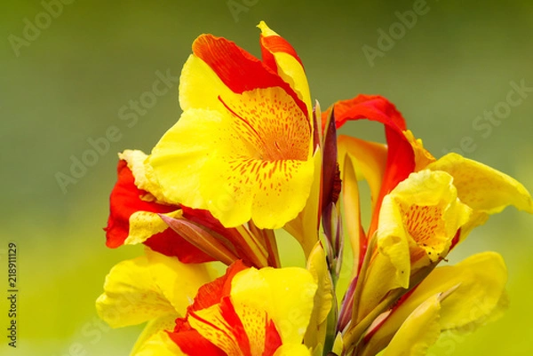 Obraz Cannas lilly