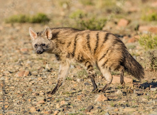 Obraz Aardwolf