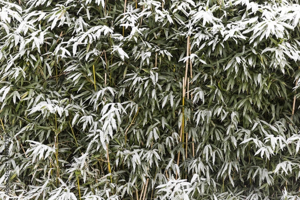 Obraz Snow On Bamboo Tree