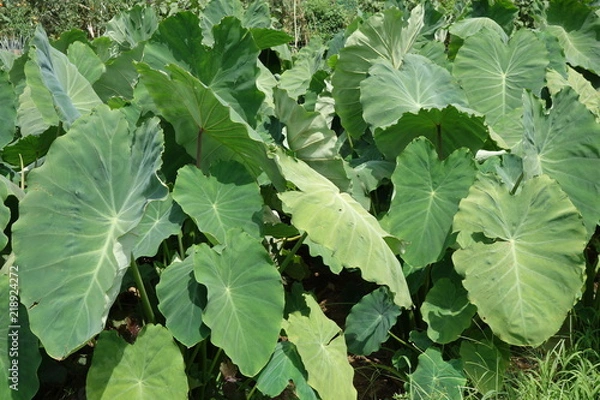 Fototapeta 里芋の葉