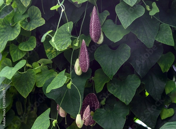 Obraz aristolochia macrophylla, shrubby liana in a garden, one large flower and several small, green leaves