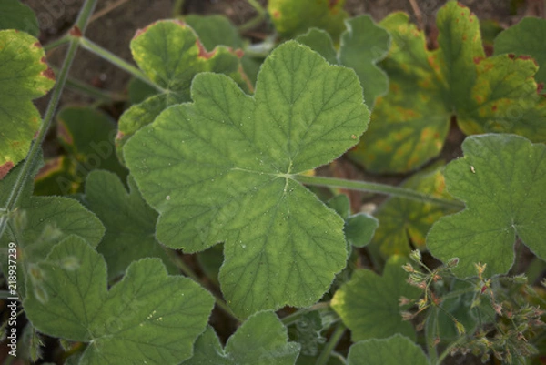 Fototapeta Pelargonium tomentosum
