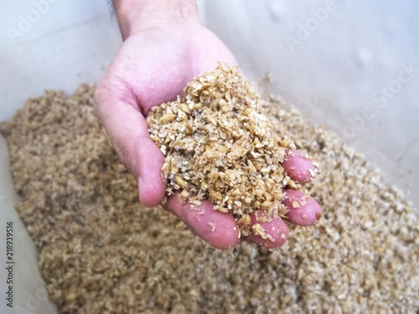 Obraz Spent Grain in hand : Homebrewing