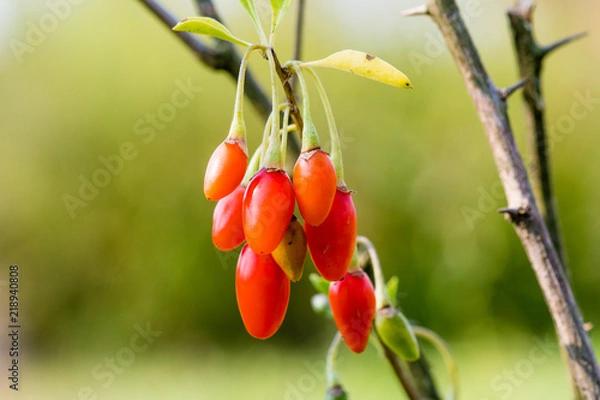 Fototapeta Wolfberry or Goji berry. Ripe berries on the branch. Lycium barbarum or Lycium chinense.