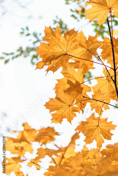 Obraz Yellow maple leaves close up, autumn background