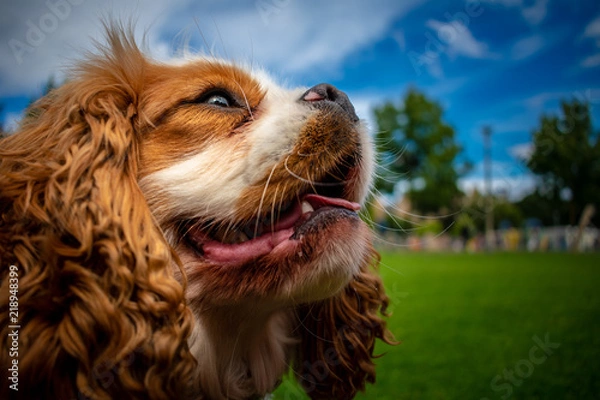Obraz King Charles Spaniel