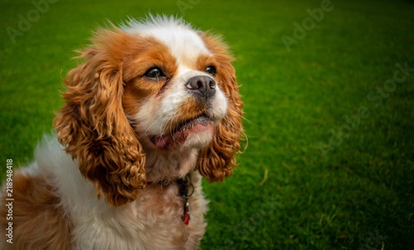 Obraz King Charles Spaniel