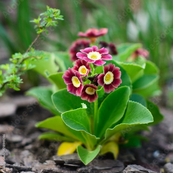 Fototapeta Beautiful primula auricula