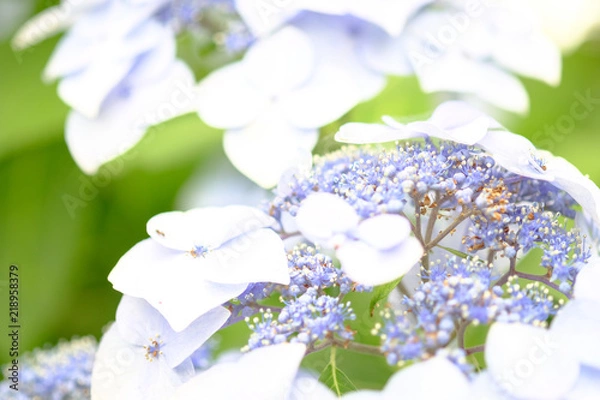 Obraz 紫陽花の花