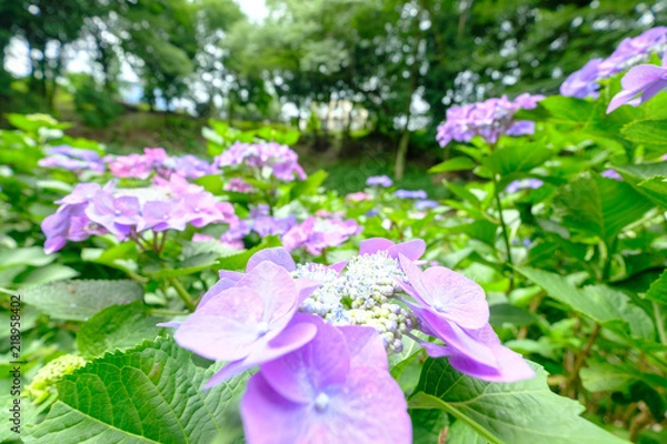 Obraz 紫陽花広角