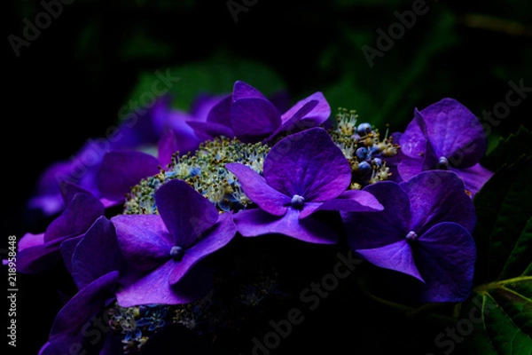 Fototapeta 紫陽花(ローキー)