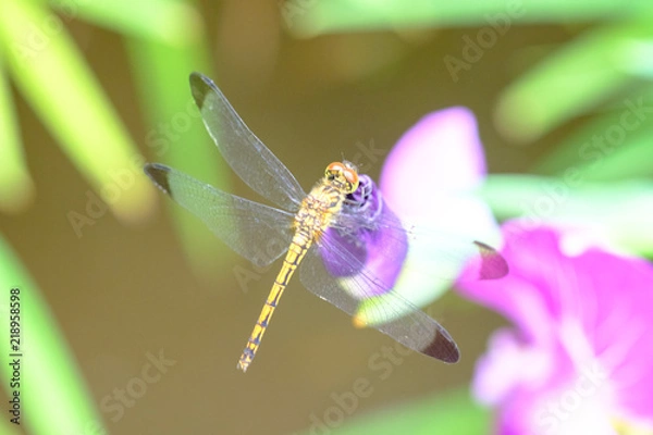 Obraz トンボと菖蒲
