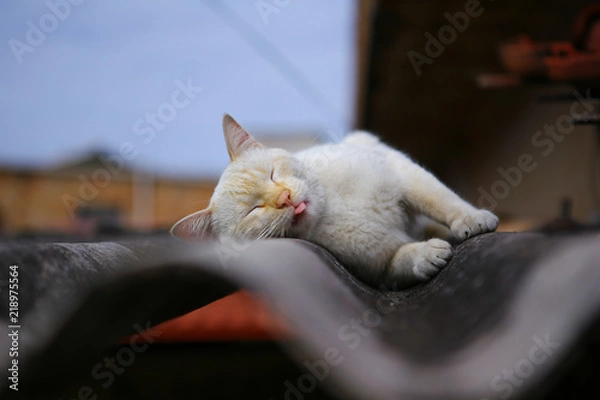 Obraz white cat sleeping on the roof