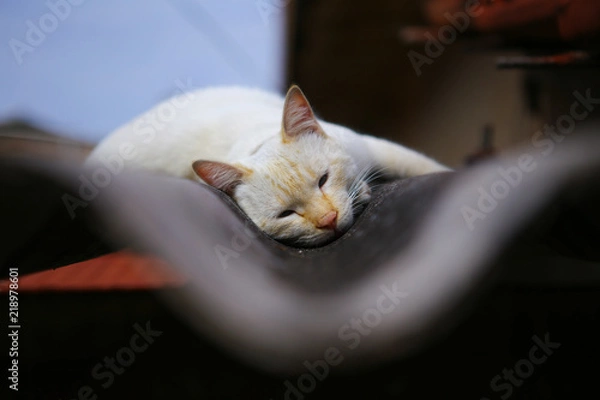 Obraz white cat sleeping on the roof