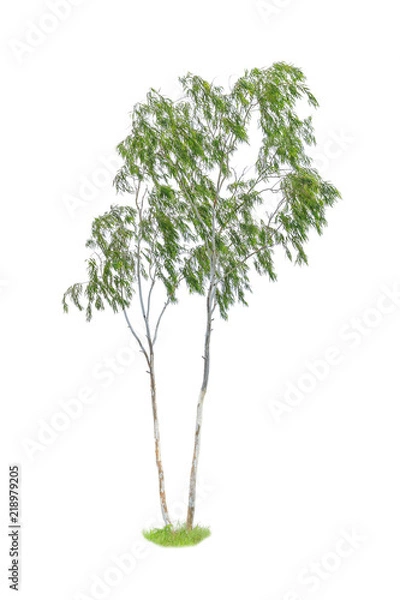 Obraz Eucalyptus tree on white background