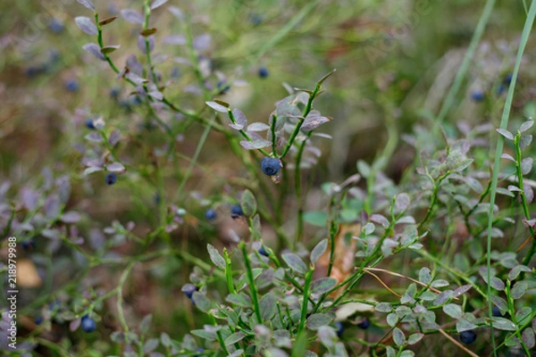 Fototapeta Черника