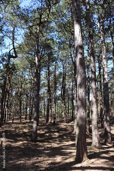 Obraz trees in forest