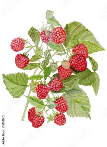 Fototapeta Watercolor illustration of red raspberry Bush