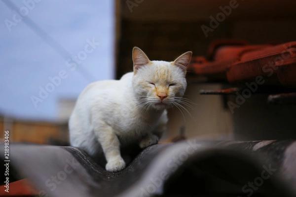 Obraz white cat sleeping on the roof