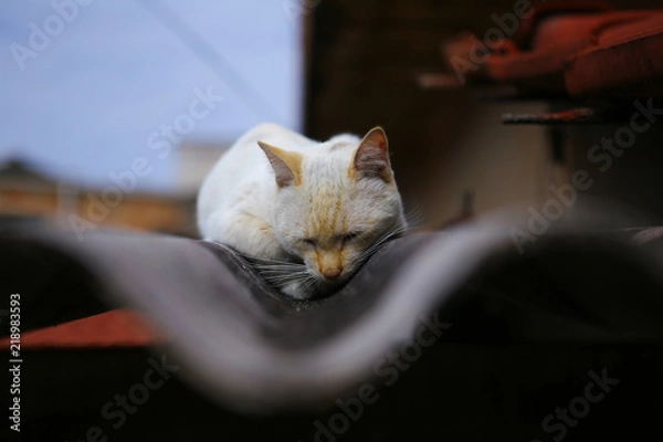 Obraz white cat sleeping on the roof