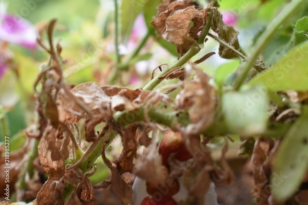 Obraz verwelkte Blüten