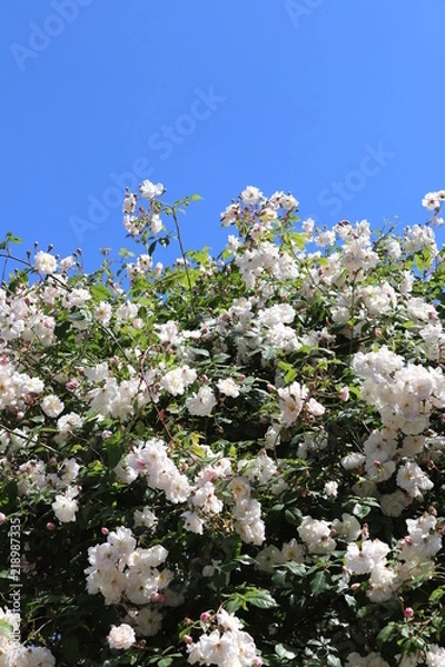 Fototapeta cherry tree blossom