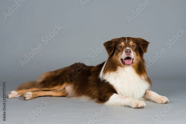 Obraz Hund Studio Süß Freisteller