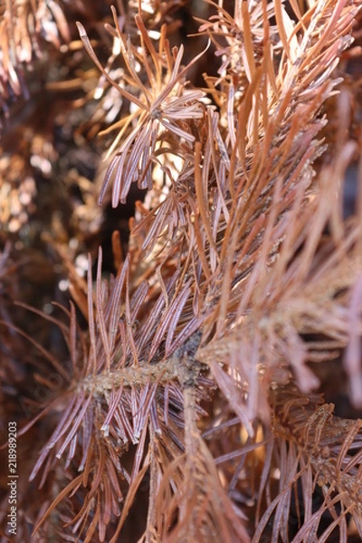 Obraz frost on grass