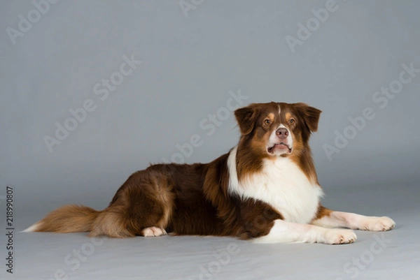 Obraz Hund Studio Süß Freisteller