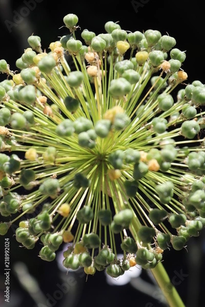 Obraz close up of a plant