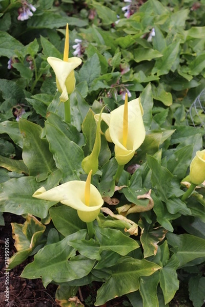 Obraz yellow flower in the garden