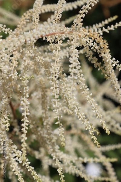 Obraz frost on a leaf