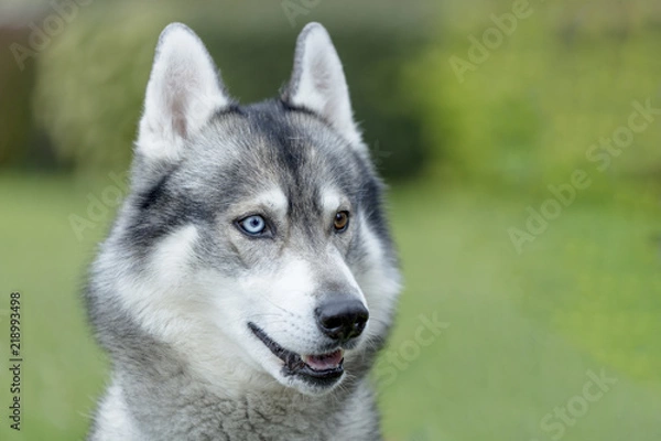 Fototapeta Husky