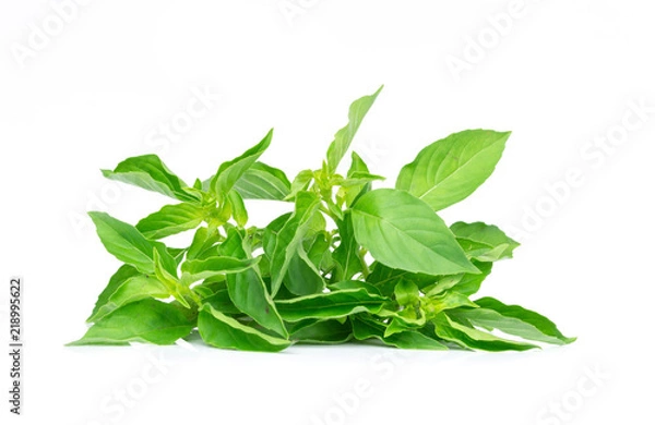 Obraz Ocimum basilicum or hairy basil leaf isolated on white bacgkround.