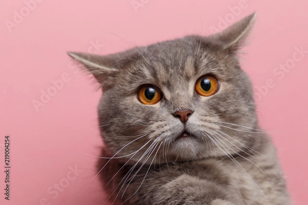 Obraz Portrait of cute cat scottish straight in studio with pink background. Copy space. Close up. Looking in camera