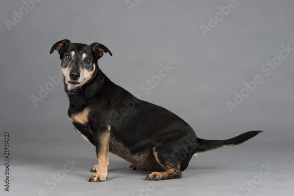 Obraz Hund Studio Süß Freisteller